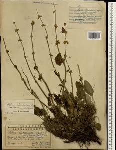 Salvia multicaulis Vahl, South Asia, South Asia (Asia outside ex-Soviet states and Mongolia) (ASIA) (Iran)