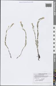 Dianthus campestris M. Bieb., Eastern Europe, Middle Volga region (E8) (Russia)