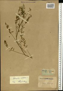 Astragalus sulcatus L., Eastern Europe, Eastern region (E10) (Russia)