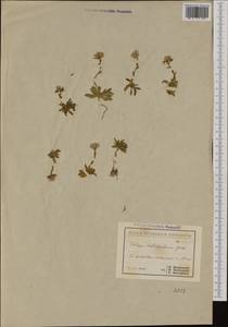 Noccaea bellidifolia (Griseb.) F.K. Mey., Western Europe (EUR) (Bulgaria)