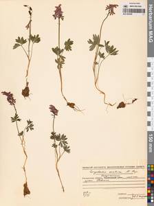 Corydalis arctica Popov, Siberia, Chukotka & Kamchatka (S7) (Russia)