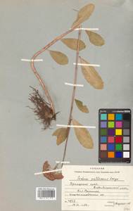 Hylotelephium pallescens (Freyn) H. Ohba, Siberia, Russian Far East (S6) (Russia)