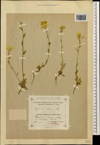 Erysimum ibericum (Adams) DC., Caucasus, Dagestan (K2) (Russia)