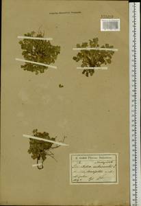Potentilla acaulis L., Siberia, Baikal & Transbaikal region (S4) (Russia)