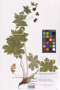 Geranium phaeum L., Eastern Europe, South Ukrainian region (E12) (Ukraine)