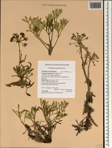 Crithmum maritimum L., South Asia, South Asia (Asia outside ex-Soviet states and Mongolia) (ASIA) (Cyprus)