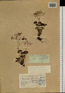 Micranthes astilbeoides (Losinsk.) Tkach, Siberia, Russian Far East (S6) (Russia)