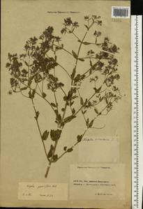 Nepeta ucranica subsp. parviflora (M.Bieb.) M.Masclans, Eastern Europe, North Ukrainian region (E11) (Ukraine)