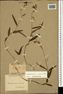 Cephalanthera rubra (L.) Rich., Caucasus, Krasnodar Krai & Adygea (K1a) (Russia)