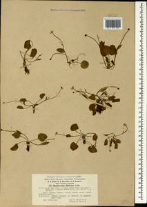 Ranunculus helenae Albov, Caucasus, Abkhazia (K4a) (Abkhazia)