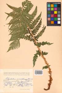 Polystichum microchlamys (Christ) Matsum., Siberia, Russian Far East (S6) (Russia)