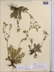 Potentilla soongarica Bunge, Middle Asia, Northern & Central Tian Shan (M4) (Kazakhstan)