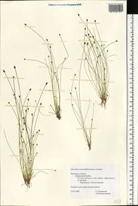 Eleocharis ovata (Roth) Roem. & Schult., Eastern Europe, North-Western region (E2) (Russia)