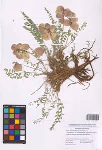 Astragalus physodes L., Eastern Europe, Lower Volga region (E9) (Russia)