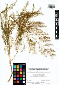 Asparagus officinalis L., Siberia, Baikal & Transbaikal region (S4) (Russia)