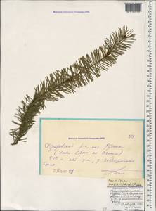 Pseudotsuga menziesii (Mirb.) Franco, Caucasus, Krasnodar Krai & Adygea (K1a) (Russia)