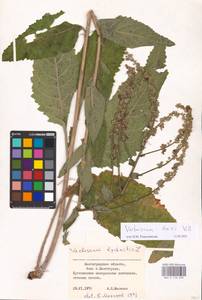 MHA 0 158 898, Verbascum chaixii Vill., Eastern Europe, Lower Volga region (E9) (Russia)