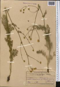 Tanacetum, Middle Asia, Western Tian Shan & Karatau (M3) (Uzbekistan)