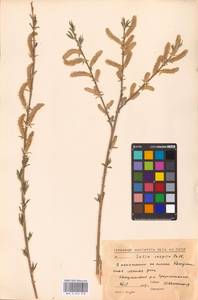 Salix caspica Pall., Caucasus, North Ossetia, Ingushetia & Chechnya (K1c) (Russia)