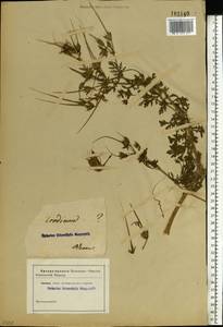 Erodium ruthenicum Bieb., Eastern Europe, South Ukrainian region (E12) (Ukraine)
