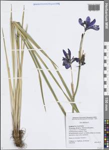 Iris sibirica L., Eastern Europe, Central region (E4) (Russia)