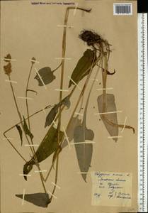 Bistorta officinalis subsp. officinalis, Eastern Europe, Moscow region (E4a) (Russia)