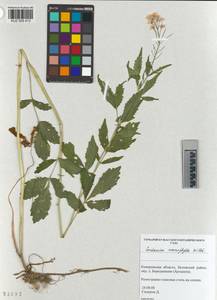 KUZ 005 413, Cardamine macrophylla Willd., Siberia, Altai & Sayany Mountains (S2) (Russia)