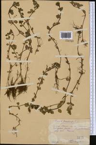 Veronica beccabunga L., Middle Asia, Pamir & Pamiro-Alai (M2) (Uzbekistan)