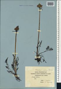 Pedicularis sudetica Willd., Siberia, Yakutia (S5) (Russia)