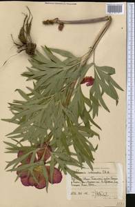 Paeonia intermedia, Middle Asia, Western Tian Shan & Karatau (M3) (Uzbekistan)