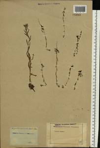 Myosotis discolor Pers., Eastern Europe, Rostov Oblast (E12a) (Russia)