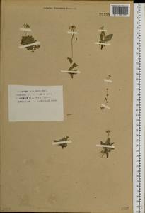 Draba nemorosa L., Siberia, Altai & Sayany Mountains (S2) (Russia)