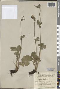 Geum rivale L., Middle Asia, Pamir & Pamiro-Alai (M2) (Kyrgyzstan)