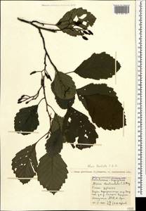 Alnus glutinosa subsp. barbata (C.A.Mey.) Yalt., Caucasus, Abkhazia (K4a) (Abkhazia)