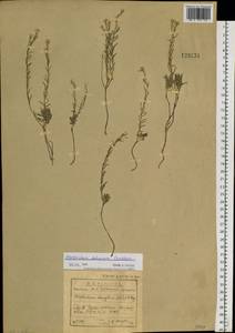 Alyssum dahuricum (Peschk.) Al-Shehbaz, Siberia, Baikal & Transbaikal region (S4) (Russia)