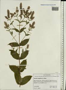 Mentha longifolia (L.) L., Eastern Europe, Central forest region (E5) (Russia)