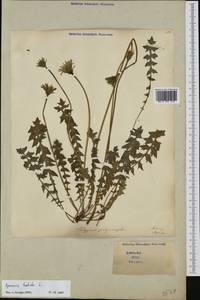 Aposeris foetida (L.) Less., Western Europe (EUR) (Italy)