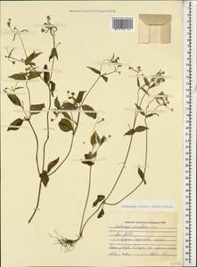 Galinsoga quadriradiata Ruiz & Pav., Caucasus, Abkhazia (K4a) (Abkhazia)