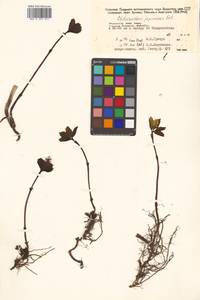 Chloranthus japonicus Siebold, Siberia, Russian Far East (S6) (Russia)