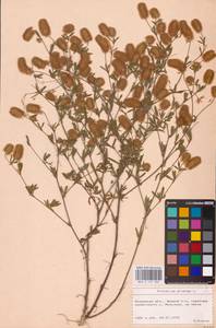 Trifolium arvense L., Eastern Europe, North Ukrainian region (E11) (Ukraine)