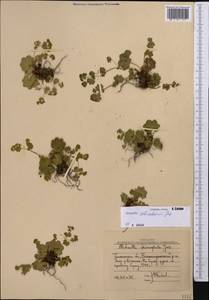 Alchemilla schischkinii Juz., Middle Asia, Western Tian Shan & Karatau (M3) (Uzbekistan)