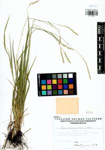 Elymus fibrosus (Schrenk) Tzvelev, Siberia, Baikal & Transbaikal region (S4) (Russia)