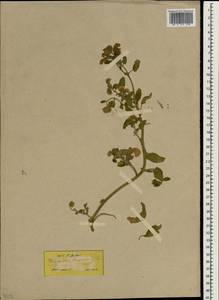 Heliotropium europaeum L., South Asia, South Asia (Asia outside ex-Soviet states and Mongolia) (ASIA) (Turkey)