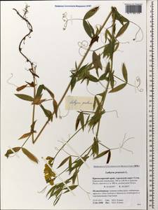 Lathyrus pratensis L., Caucasus, Krasnodar Krai & Adygea (K1a) (Russia)
