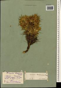 Astragalus beckerianus Trautv., Caucasus, Dagestan (K2) (Russia)