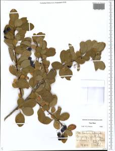 Berberis heteropoda Schrenk, Middle Asia, Dzungarian Alatau & Tarbagatai (M5) (Kazakhstan)