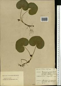 Asarum europaeum L., Eastern Europe, Middle Volga region (E8) (Russia)