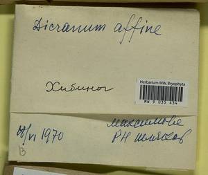 Dicranum undulatum Schrad. ex Brid., Bryophytes, Bryophytes - Karelia, Leningrad & Murmansk Oblasts (B4) (Russia)