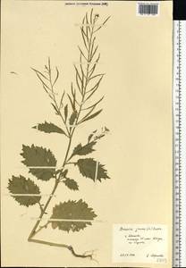 Brassica juncea (L.) Czern., Eastern Europe, Central forest region (E5) (Russia)