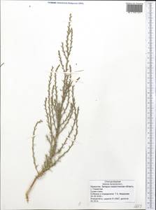 Salsola tamariscina Pall., Middle Asia, Caspian Ustyurt & Northern Aralia (M8) (Kazakhstan)
